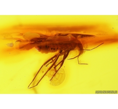 Bug Heteroptera. Fossil insect in Baltic amber #12628A