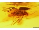 Bug Heteroptera. Fossil insect in Baltic amber #12628A