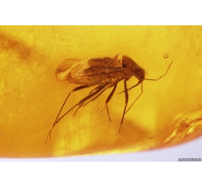 Bug Heteroptera. Fossil insect in Baltic amber #12629