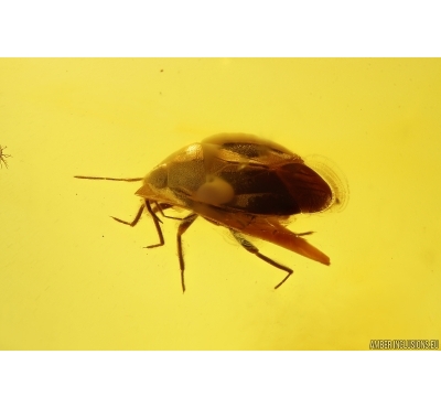 Bug Heteroptera. Fossil insect in Baltic amber #12630