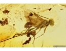 Wasp Hymenoptera Ichneumonidae. Fossil insect Baltic amber #12640