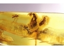 Wasp Hymenoptera, Ant and More. Fossil insects Baltic amber #12643