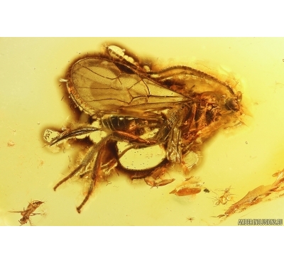 Very nice wasp Hymenoptera: Braconidae . Fossil inclusion Baltic amber #12645