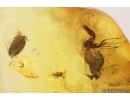 Antlike leaf beetle Aderidae, Leaf, Gnat and More. Fossil inclusions Baltic amber #12649