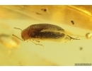 False darkling beetle Melandryidae and Rare Plant. Fossil inclusions Baltic amber #12651