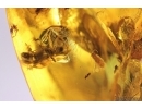 Rare Wings probably Dragonfly Odonata, Solder Beetle, Spider, Ant and More. Fossil inclusions Baltic amber stone #12652