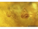 Rare Wings probably Dragonfly Odonata, Solder Beetle, Spider, Ant and More. Fossil inclusions Baltic amber stone #12652