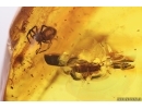 6 Spiders Araneae and Cockroach Blattaria. Fossil inclusions Baltic amber #12659