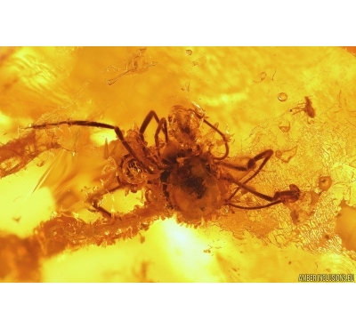 Harvestman Opiliones. Fossil inclusion in Baltic amber #12660