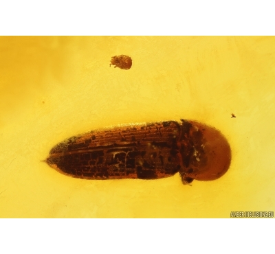 Click beetle Elateroidea and Mite Acari. Fossil insects Baltic amber #12665