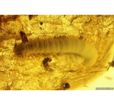 Millipede Diplopoda and Ants. Fossil inclusions in Baltic amber #12700