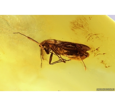 True Bug Miridae Fossil inclusion in Baltic amber #12702