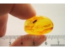True Bug Miridae Fossil inclusion in Baltic amber #12702