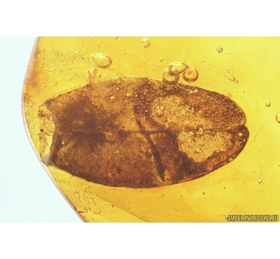 Nice Leaf. Fossil inclusion in Baltic amber #12715