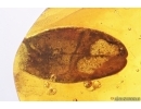 Nice Leaf. Fossil inclusion in Baltic amber #12715