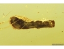 Very nice Leaf. Fossil inclusion in Baltic amber #12716