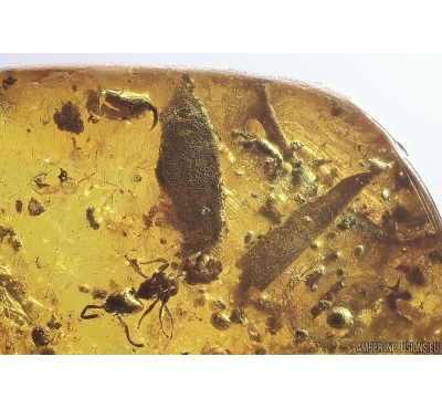Leaves, Ant and Spider fragment. Fossil inclusions Baltic amber #12717