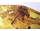 Nice plant and Big 10mm Spider. Fossil inclusions Baltic amber #12720