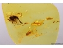 Woodlice Isopoda and Dipterans. Fossil insects Baltic amber #12724
