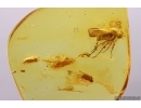 Woodlice Isopoda and Dipterans. Fossil insects Baltic amber #12724