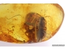 Cockroach Blattaria and Woodlice Isopoda. Fossil inclusions Baltic amber #12725