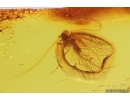 Nice Psocid Psocoptera. Fossil insect Baltic amber #12726