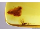 Rare Lacewing Neuroptera and More. Fossil insects in Baltic amber #12733
