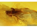 RareTwisted-Winged Stylopid, Strepsiptera. Fossil insect in Baltic amber #12745