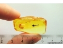 Nice Rare Fruit. Fossil inclusion in Baltic amber #12746
