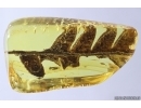 Very nice Rare Fern. Fossil inclusion in Baltic amber #12747