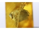 Rare Snail Shell Gastropoda. Fossil inclusion in Baltic amber #12748