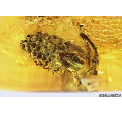 Nice Rare Pine Cone Pinaceae with Pollen! Fossil inclusion in Baltic amber #12750