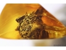 Nice Rare Pine Cone Pinaceae with Pollen! Fossil inclusion in Baltic amber #12750