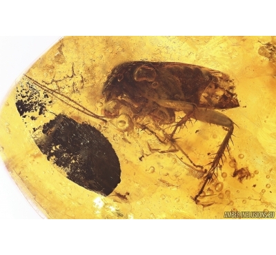 Cockroach Blattaria. Fossil insect in Baltic amber #12767