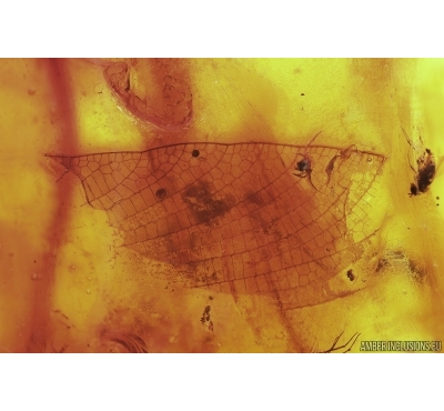 Rare Odonata Dragonfly Wing, 2 Beetles, Aphid and More. Fossil inclusions in big 30g Baltic amber #12769