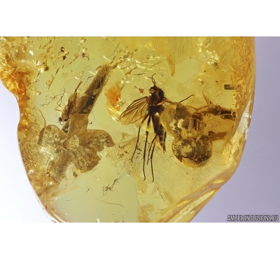 Two Nice Flowers and More. Fossil inclusions in Baltic amber #12770
