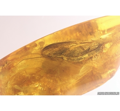 Big 16mm Mayfly Ephemeroptera Heptageniidae. Fossil insect Baltic amber stone #12781