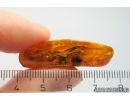 Big 16mm Mayfly Ephemeroptera Heptageniidae. Fossil insect Baltic amber stone #12781
