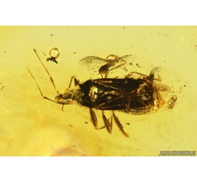 True Bug Miridae. Fossil inclusion in Baltic amber #12782