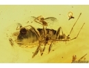 True Bug Miridae. Fossil inclusion in Baltic amber #12782