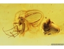 Fungus gnat Keroplatidae, Plant and Beetle Larva. Fossil inclusion Baltic amber12787