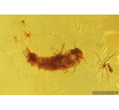 Fungus gnat Keroplatidae, Plant and Beetle Larva. Fossil inclusion Baltic amber12787