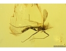 True midge Chironomidae and Mite Acari. Fossil insects in Baltic amber #12804