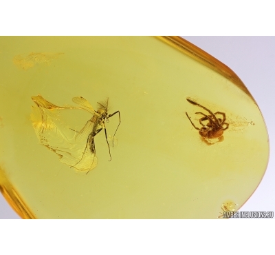 True midge Chironomidae and Mite Acari. Fossil insects in Baltic amber #12804