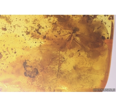 Mayfly Ephemeroptera Heptageniidae. Fossil insect Baltic amber stone #12806