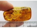 Mayfly Ephemeroptera Heptageniidae. Fossil insect Baltic amber stone #12806