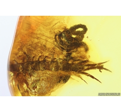 Centipede Lithobiidae with Coprolite and Long-legged fly Dolichopodidae. Fossil inclusions Baltic amber #12825