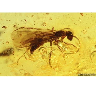 Nice Wasp Hymenoptera. Fossil insect Baltic amber #12833