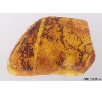 Nice Liverwort. Fossil inclusion in Baltic amber #12841