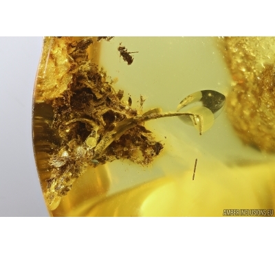 Plant, Lichen. Fossil inclusion in Baltic amber #12842